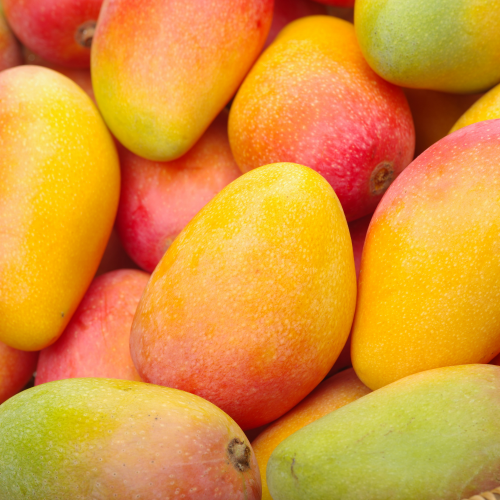 SORBET MANGUE ARTISANAL (BAC 2.5L)